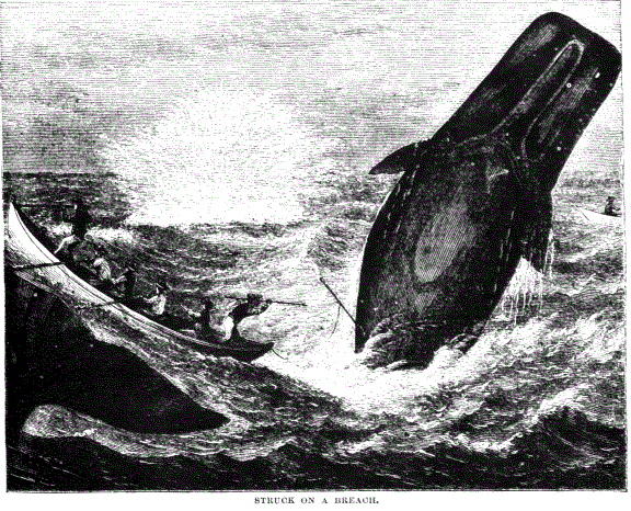19th Century Whaling tales vist0089 back cover